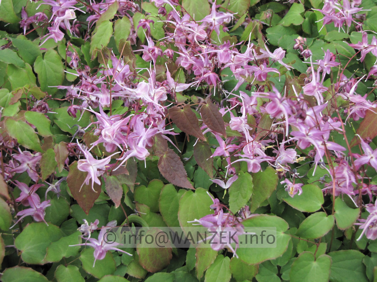 Epimedium grandiflorum Lila Fee 02.JPG